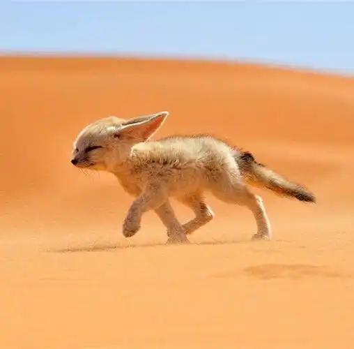 像小狐狸一样热爱生命拥抱生活