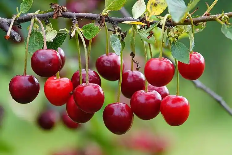 樱桃树应如何施肥才能生长得更好?_南繁_创新_服务平台