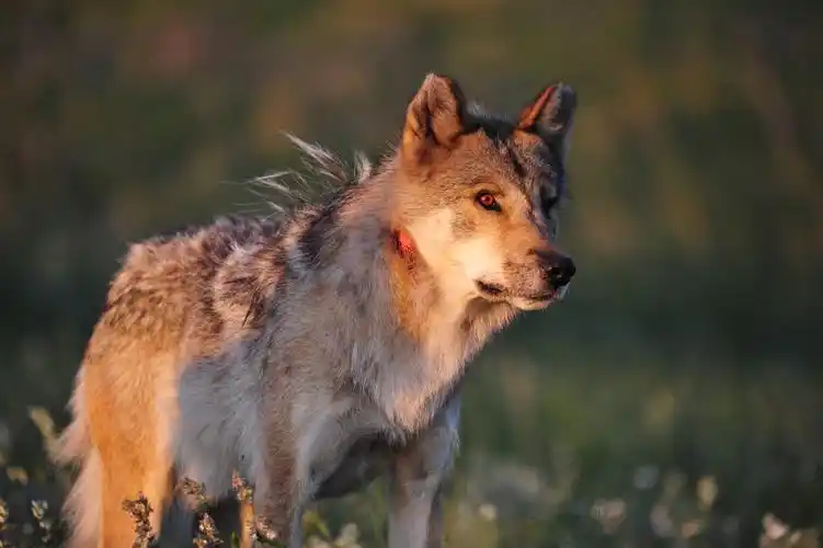 内蒙野狼谷——狼王