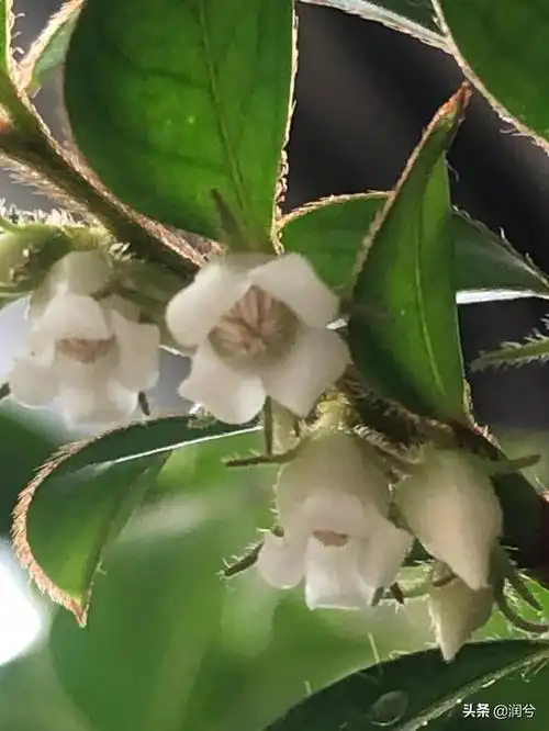 小叶紫檀开花预示着什么寓意,小叶紫檀开花结果图片(遇见紫檀花开
