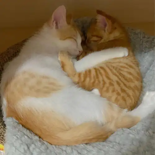 你家的小猫咪也这么相亲相爱吗