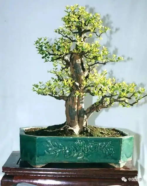 雀梅盆景欣赏与养护巧技