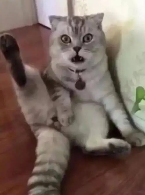 一只做完绝育后的猫咪发现蛋蛋没了的表情亮了