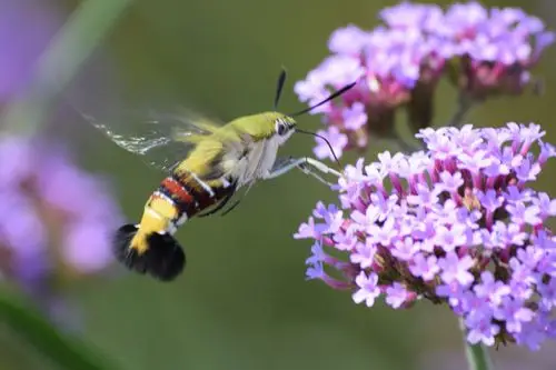 蜂鸟蛾又被称为昆虫世界里的"四不象".
