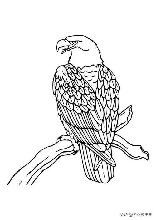 老鹰简笔画高清线稿,带着孩子一起画