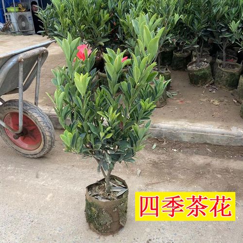 杜鹃红四季山茶花树苗苖盆栽带花苞开花不断浓香型耐寒庭院阳台