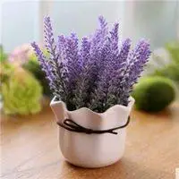 2018薰衣草头像_微信头像图片大全