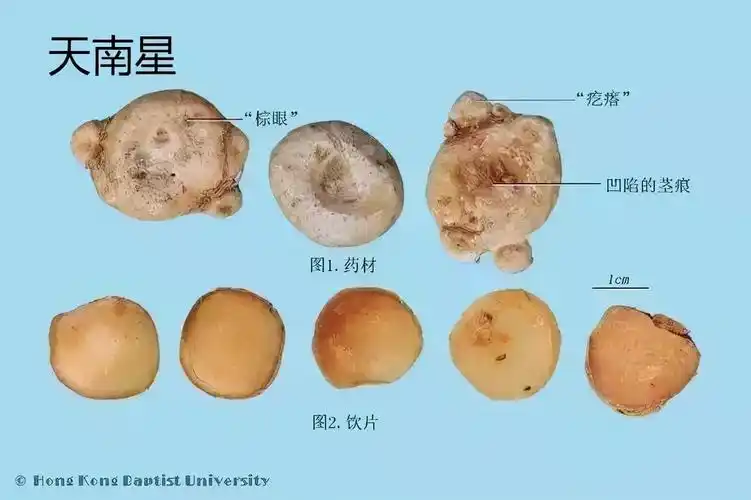 天南星的功效与作用温散寒邪燥湿健脾