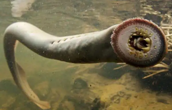 什么动物最吓人十大恐怖吓人的动物