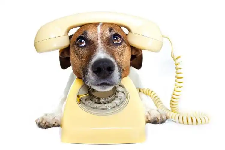 趴在电话上的狗狗