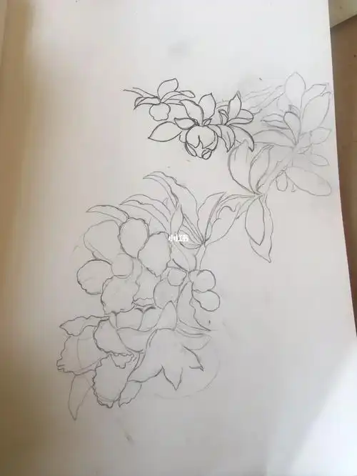 花卉练习石榴花290