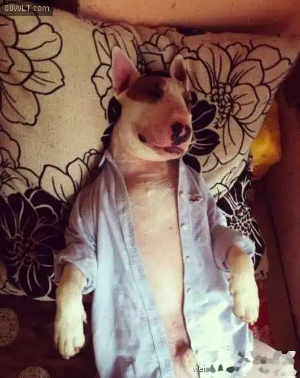 搞笑图片:浑蛋,你能把扣子扣好吗?一股子屌丝气息