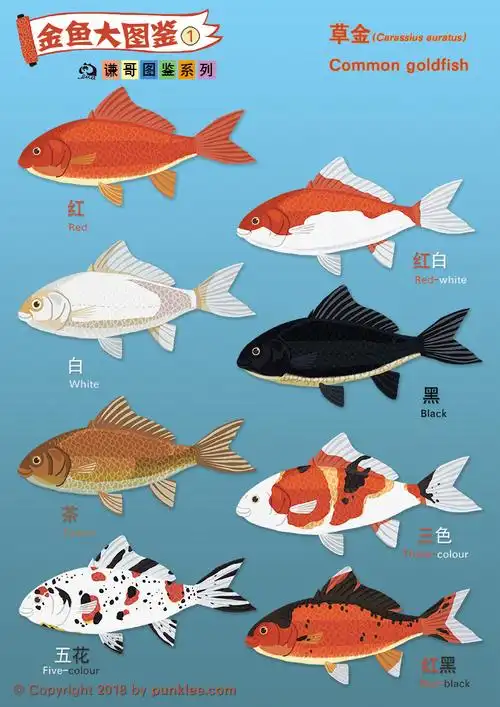 金鱼大图鉴①草金