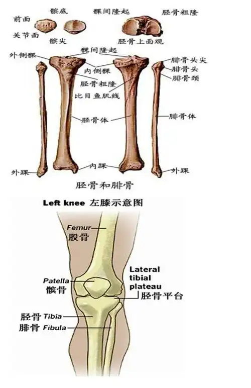 胫骨平台骨折健康指导