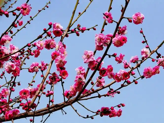 《梅花迎春》(二)(天上来客摄影)第二十五辑