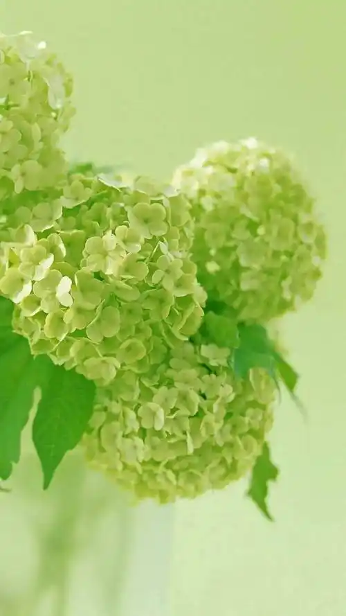 一组绿色唯美壁纸绿色养眼壁纸