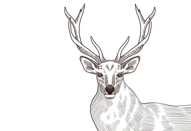 鹿的正面线稿简笔画