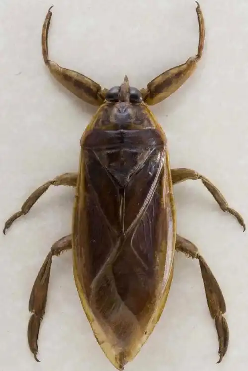 毒虫子有哪些(盘点国内7大常见的有毒昆虫)