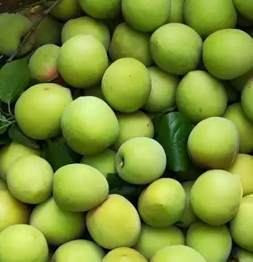 广西本地特产酸梅果,真正宗够香够脆,肉质肥满