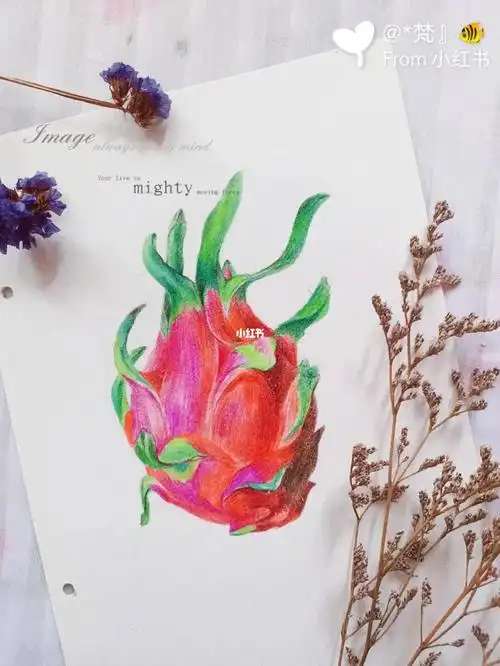 彩铅手绘火龙果附步骤