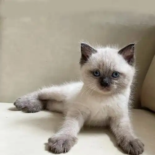 布偶和英短生的宝宝