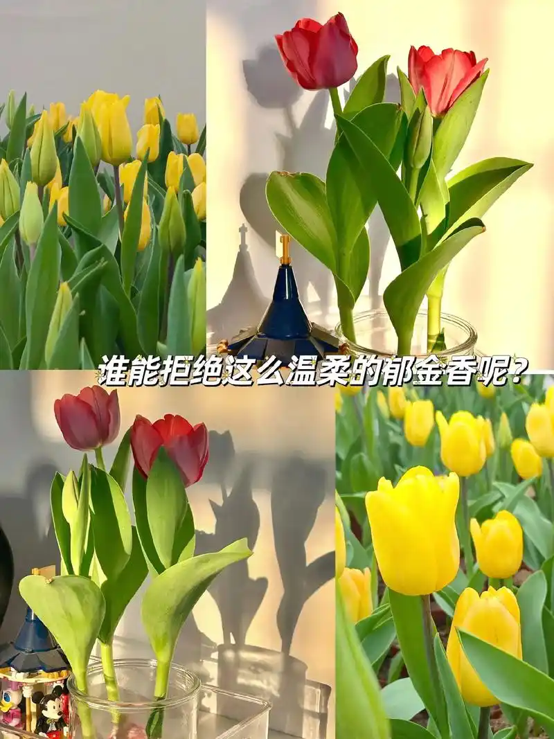 你知道郁金香的花语吗?是代表" - 抖音