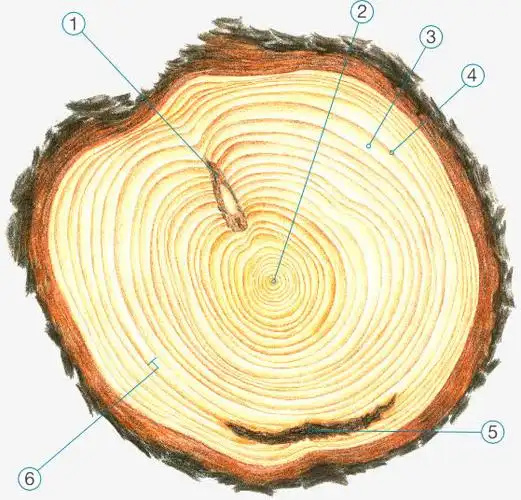 树的年轮