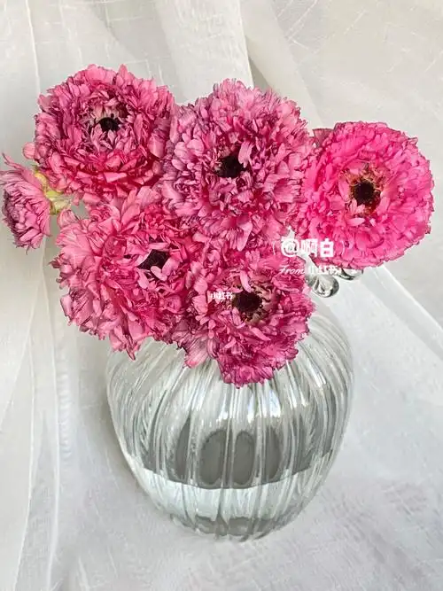 新花派摩洛哥洋牡丹