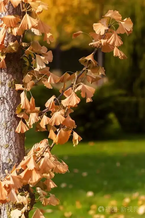 黄色的秋天的树枝叶