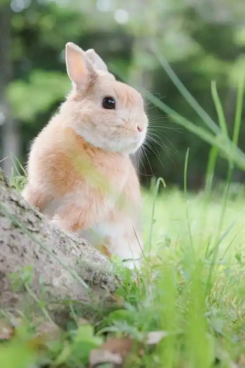 兔奴推主evo3183给自家兔兔拍的竖版照片张张都是能当壁纸的feel啊