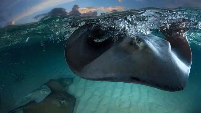 10个史前海怪,看完觉得活在现在真好!