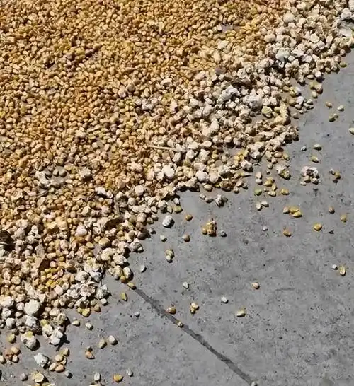 河南高温天气,一男子晒玉米竟变成"爆米花"?网友看后傻眼了