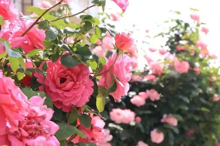 【东阁61山水花城】诗意里的东阁(二)