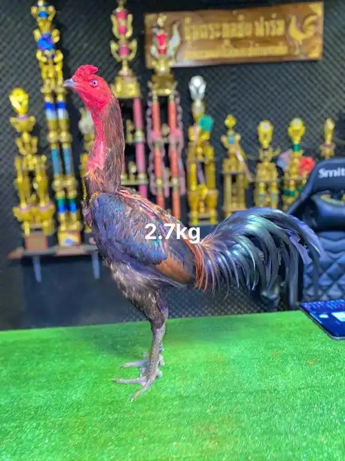 2.7kg,把把十环#高质量斗鸡  #泰国斗鸡 - 抖音