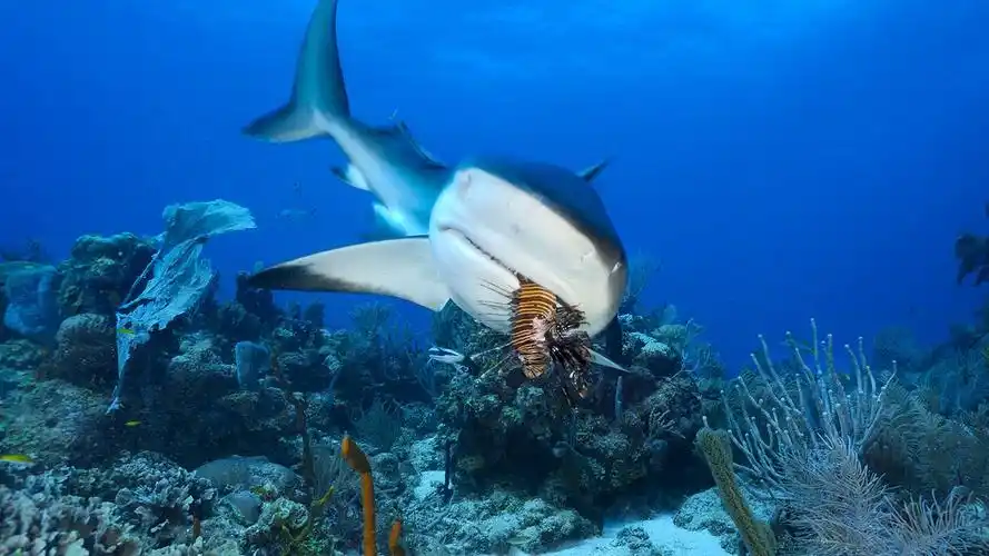 海底世界清晰壁纸_海底鱼儿的家园