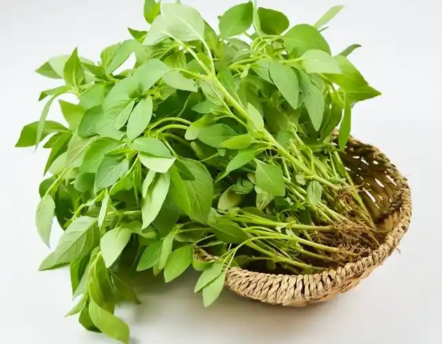 荆芥是怎样一种植物荆芥是一种什么植物