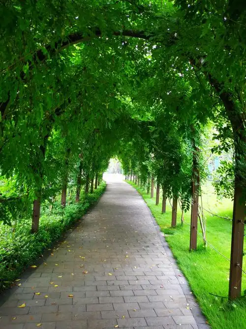 夏日 清晨 荷花