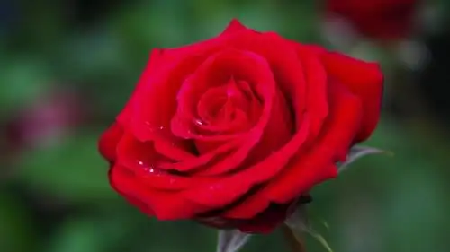 电脑壁纸 花卉 鲜花 清新淡雅的花朵微距写真