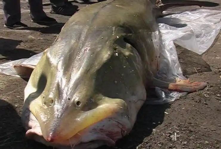 世界上最大的淡水鱼,生活在中国黑龙江,最重的达2000斤!