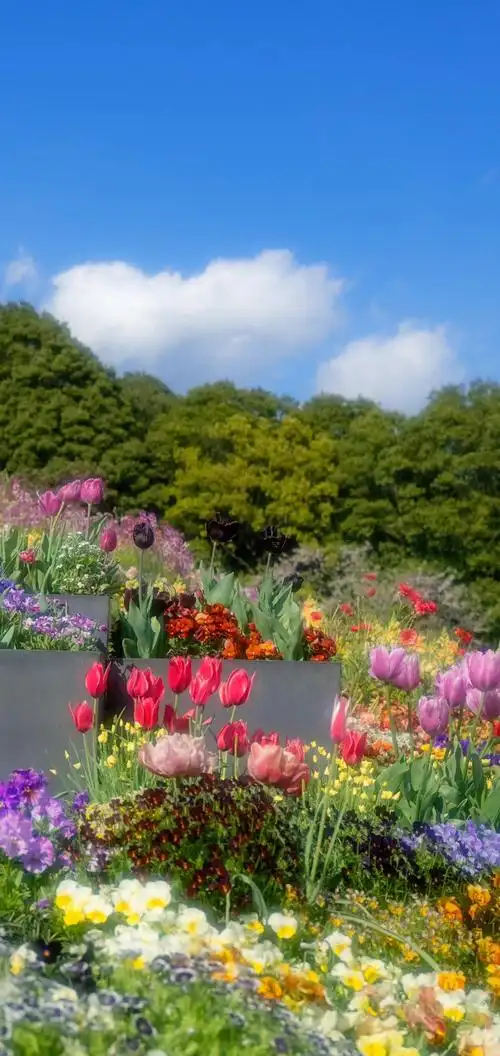 五月的花卉美景图片手机壁纸