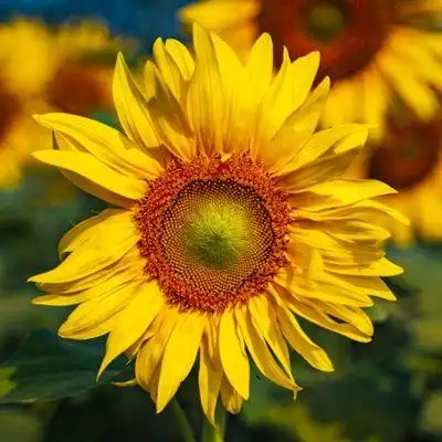 微信头像用什么最好最吉利