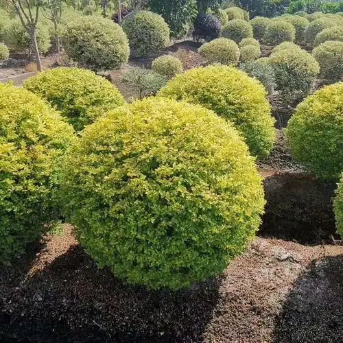 亮晶女贞球金叶女贞金冠女贞球基地大量海桐球大叶黄杨球小区绿化