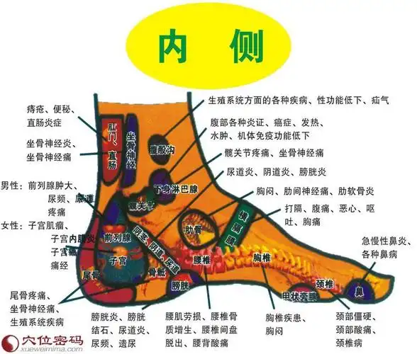 脚底穴位图(足部反射区示意图)