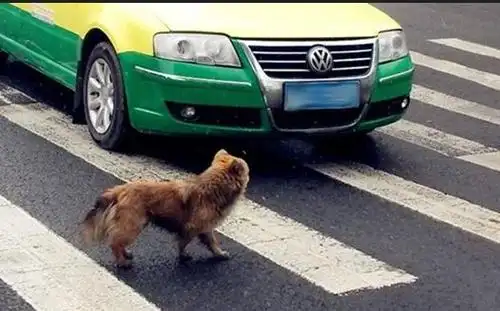 开车撞死狗逃逸怎么判相关词撞死狗逃逸交警管不管