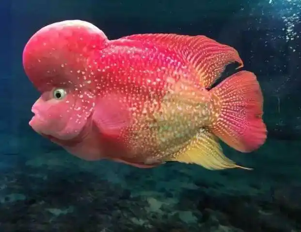 罗汉鱼花罗汉的审美与鉴赏,绝对不应只从单一角度观