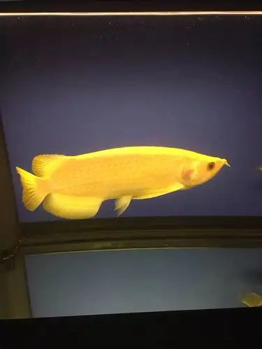 龙鱼玩家 - 龙鱼之巅