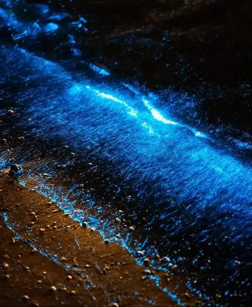 夏季的平潭,都属于蓝眼泪,每天晚上都有浪漫的蓝色荧光沙滩啦!