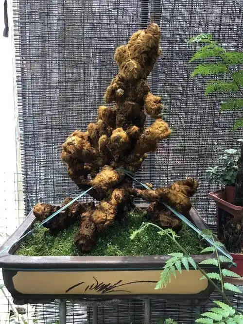 以金毛狗蕨为例,浅谈非法买卖珍稀植物及其制品罪