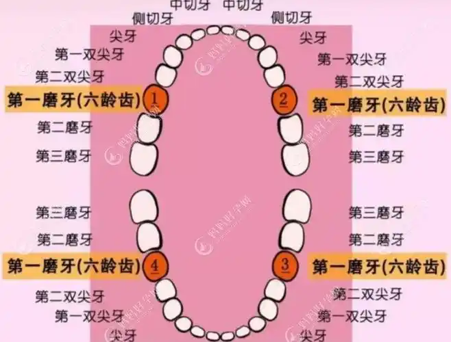 六龄齿,之所以叫这个名字,主要是因为这颗牙齿是在孩子6周岁萌生的四