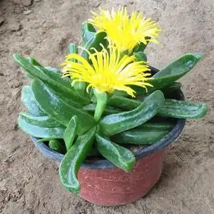 佛手托金多肉植物佛手掌宝绿花舌叶兰室内净化空仙人金佛手番杏科